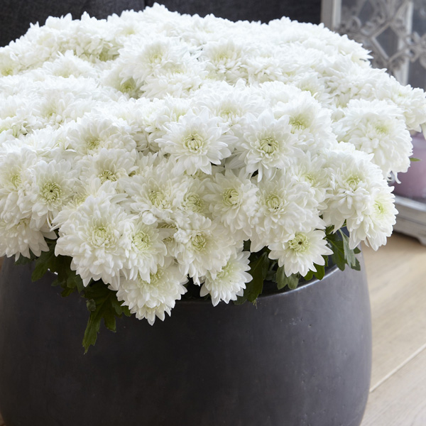 Pot Chrysanthemum – Chrystal White