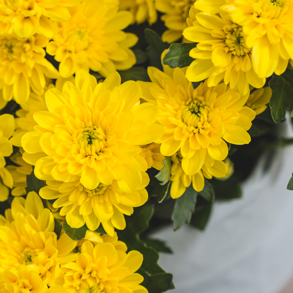 Pot Chrysanthemum – Chrystal Yellow