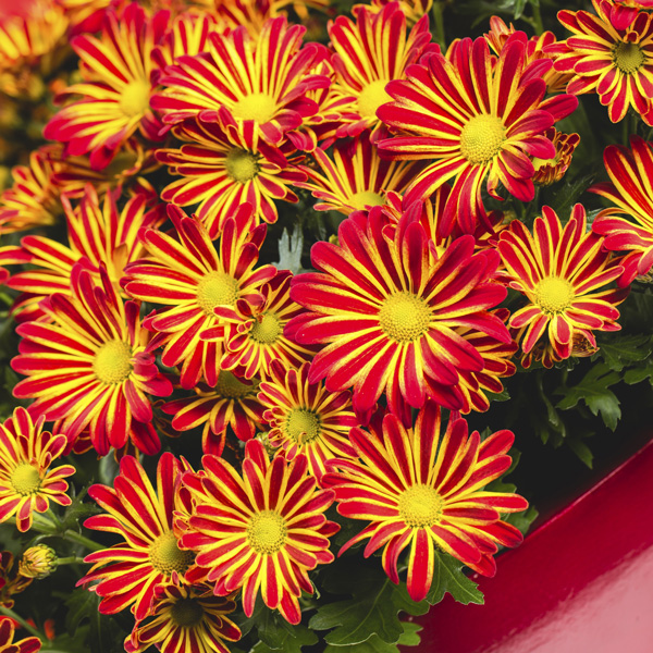 Pot Chrysanthemum – Rainbow Circus