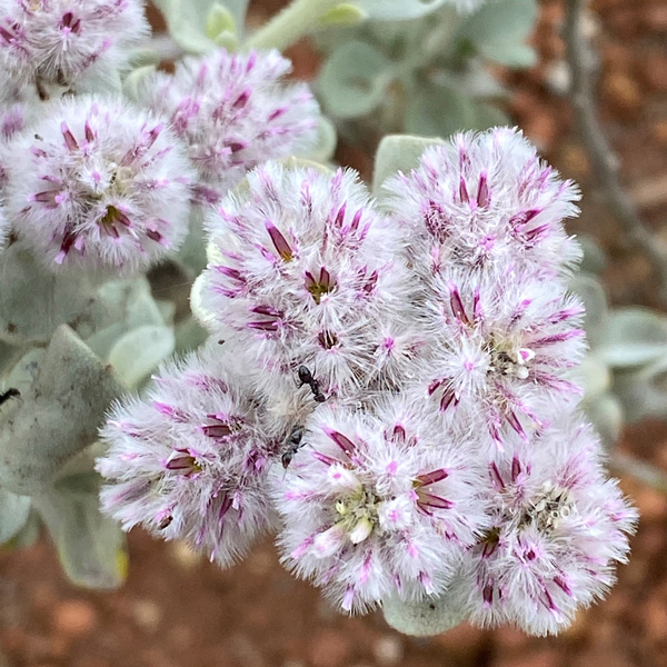 Ptilotus Obovatus