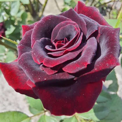 Rose Black Velvet - Garden Express