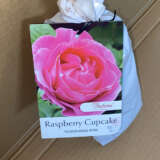 Rose Raspberry Cupcake (pbr)