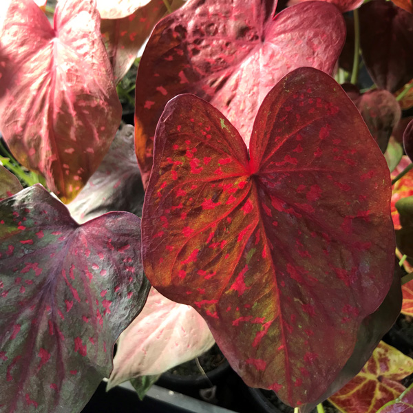 Caladium Scarlet