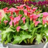 Calla Lily Wild Salmon Pkcalwsa 2025 - Garden Express Australia