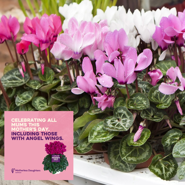 Cyclamen Mothers Halo Pink