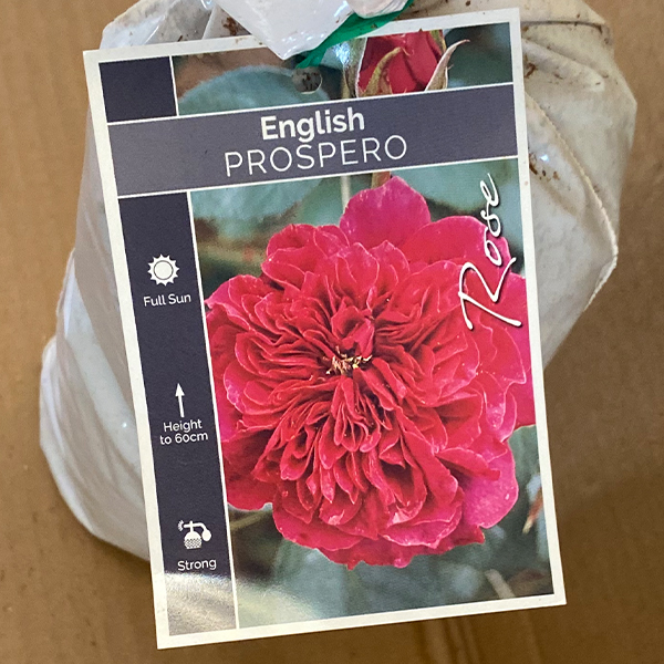 English Shrub Rose Prospero