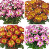 Pot Mum Chrysanthemum Novelty Collection 2025 Colpmunco - Garden Express Australia