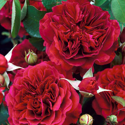 David Austin Roses - Garden Express - Australia's Largest Online Nursery