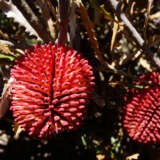 Banksia Caleyi Red Lantern