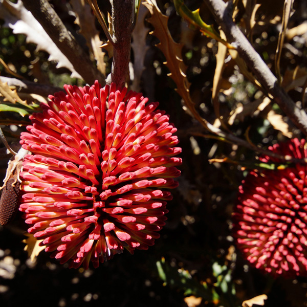 Banksia Caleyi Red Lantern