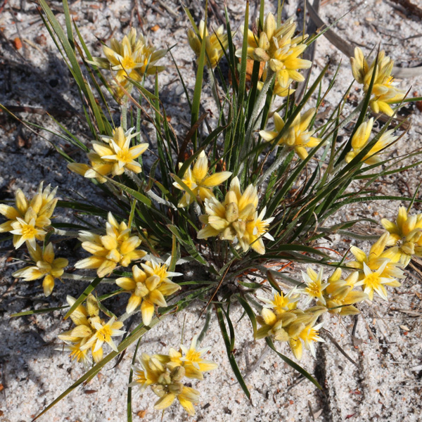 Conostylis Star Burst