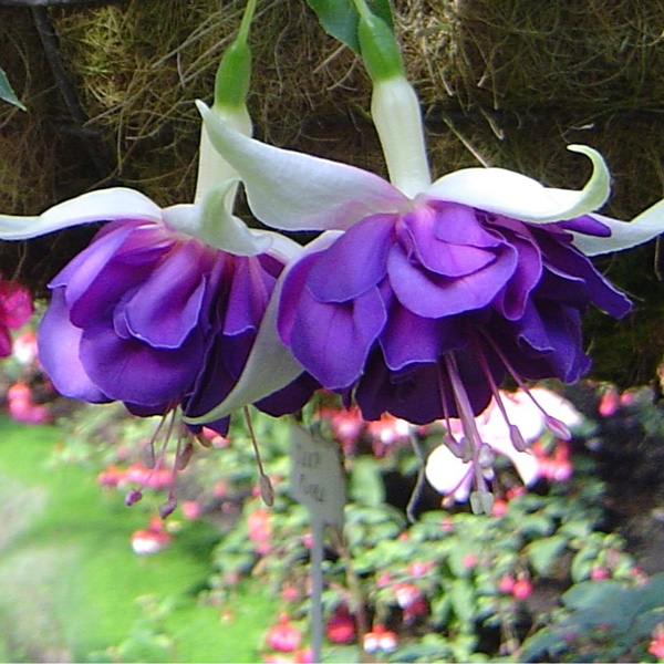 Fuchsia Deep Purple
