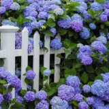 Hydrangea Blauer Zwerg Plahydbzw - Garden Express Australia