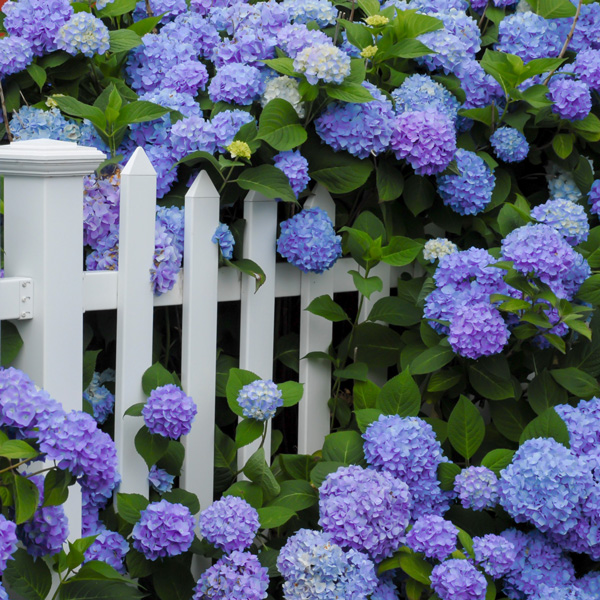 Hydrangea Blauer Zwerg