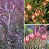 Leucadendron Collection 1 2025 Collcdco1 - Garden Express Australia