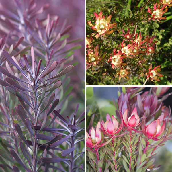 Leucadendron Collection 1