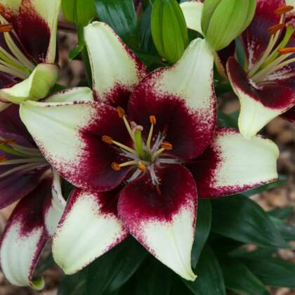 Liliums - Garden Express - Australia's Largest Online Nursery