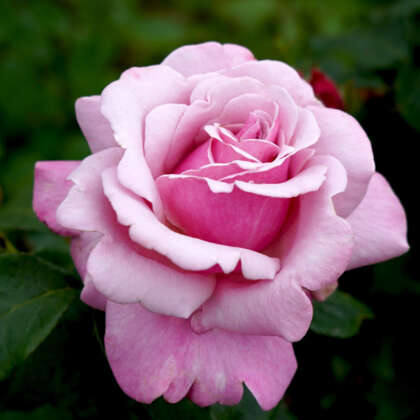 Hybrid Tea Roses - Garden Express - Australia's Largest Online Nursery