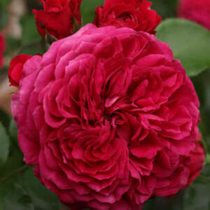 David Austin Roses - Garden Express - Australia's Largest Online Nursery