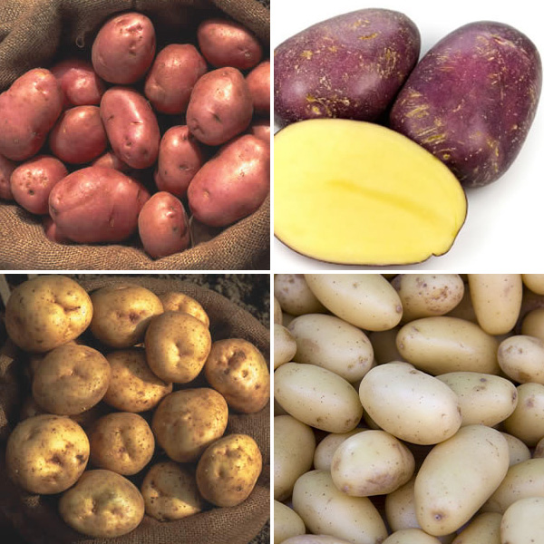 Seed Potato All Rounder Collection