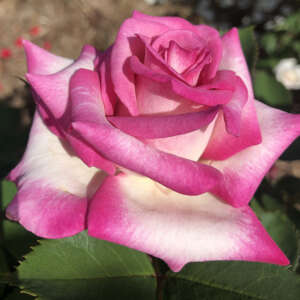 Brindabella Roses - Garden Express - Australia's Largest Online Nursery