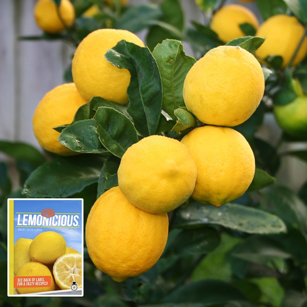 Lemon- Lemonicious (pbr)