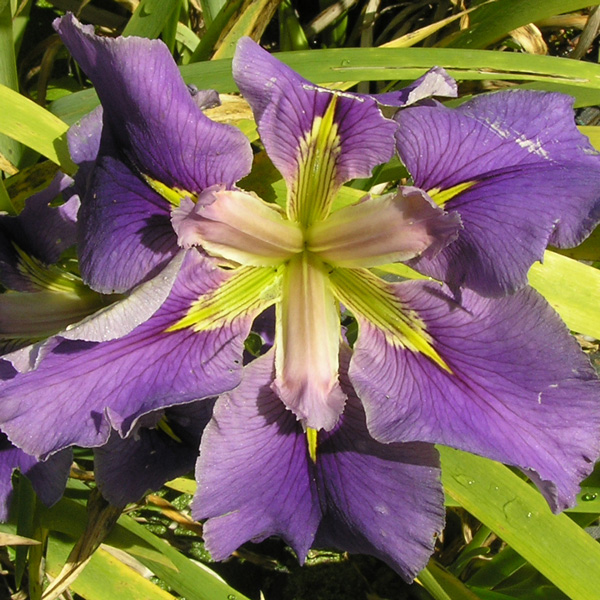 Louisiana Iris Good Vibes