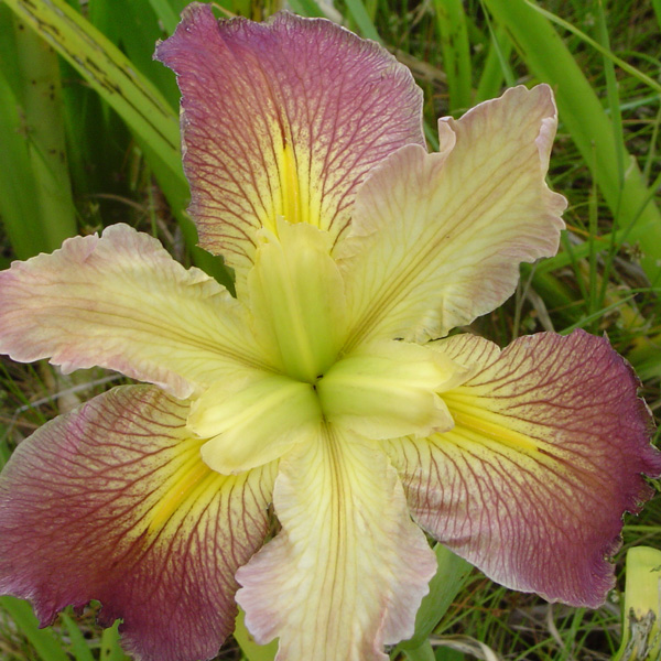 Louisiana Iris Southerner