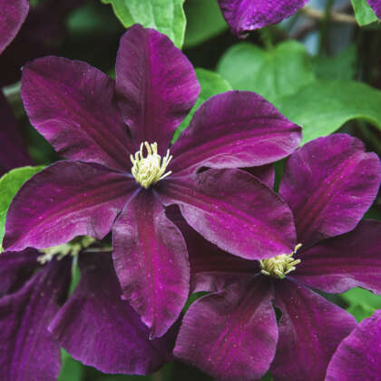 Clematis - Garden Express - Australia's Largest Online Nursery