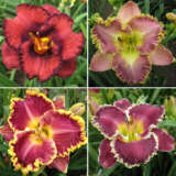 Daylily Winter Collection 1 2024 Coldliwc1 - Garden Express Australia