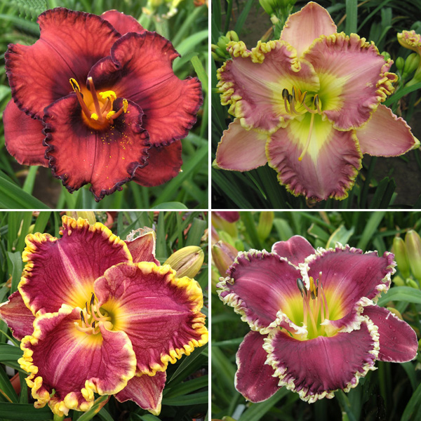Daylily Winter Collection 1