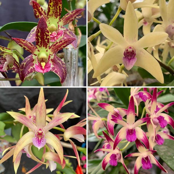 Dendrobium Orchid Collection 1- 4 Plants