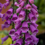 Digitalis Dalmation Purple Foxglove P68digdpu - Garden Express Australia