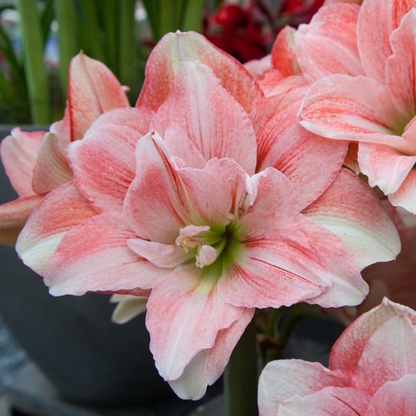 Hippeastrum Pink Glory