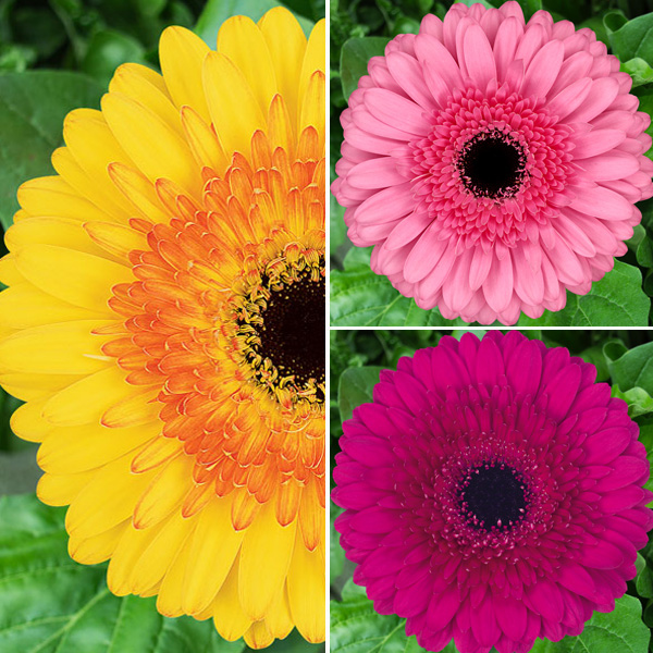 Gerbera Ruffled Collection