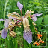 Gladwin Iris New Plaglairi - Garden Express Australia