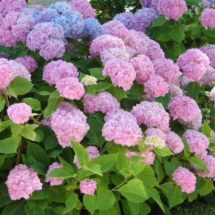 Hydrangea Rosea - Garden Express