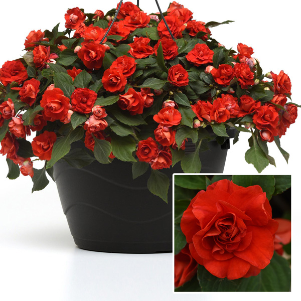 Impatiens Double Glimmer Bright Red