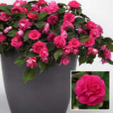 Impatiens Double Glimmer Hot Pink