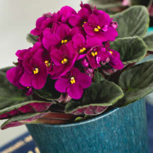 How to grow African Violet