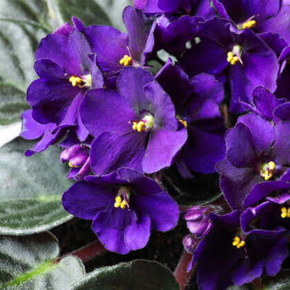 Discover How To Grow African Violet - Garden Express