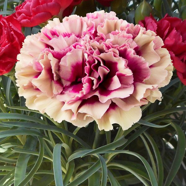 Carnation Growing Guide - Garden Express