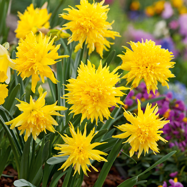 Daffodil Rip Van Winkle - Garden Express