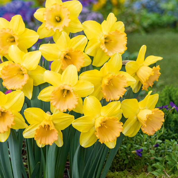 Daffodil Romsey