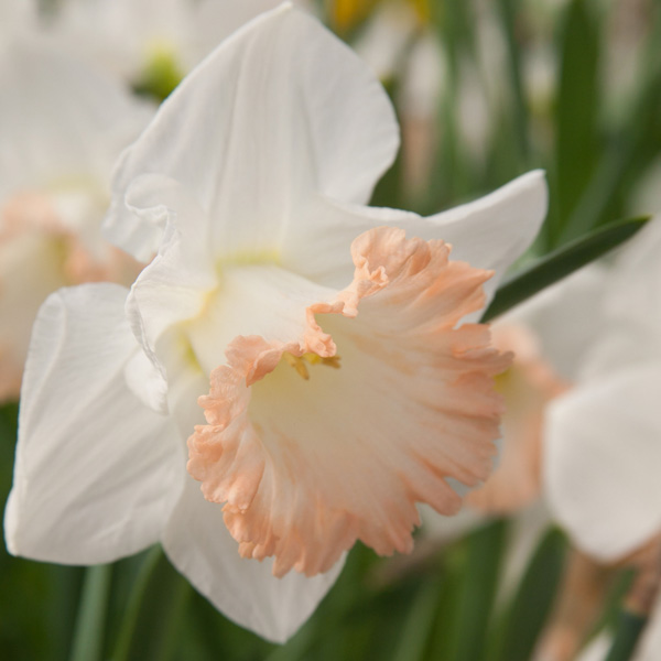 Daffodil Shirley Anne