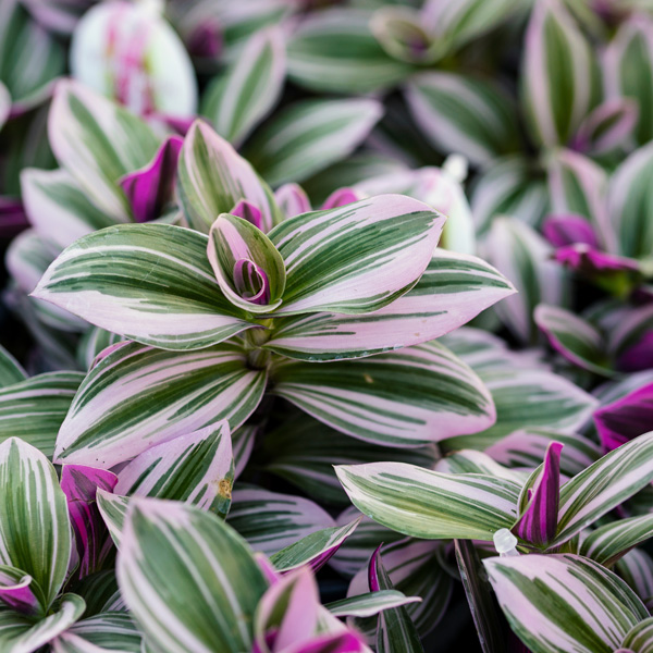 Tradescantia Nanouk - Garden Express