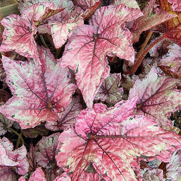 Begonia Bewitched Cherry