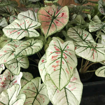 Caladium Strawberry Star - Garden Express