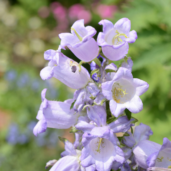 Campanula Canterbury Bells Lavender