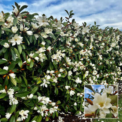 Fairy Magnolia Cream Hedge Collection - Garden Express